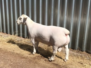 LOT 74 1X DORPER RAM HARDUS KORB WITDORPERS - FLOCK