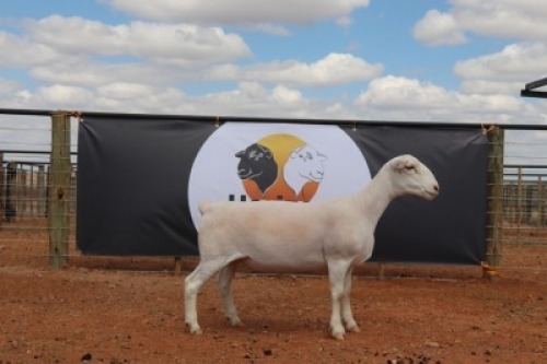 LOT 107 1X WIT DORPER OOI/EWE HORIZON WIT DORPERSTOET -T5 DRAGTIG