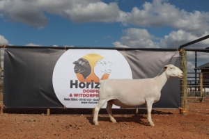 LOT 109 1X WIT DORPER OOI/EWE HORIZON WIT DORPERSTOET- T5 DRAGTIG