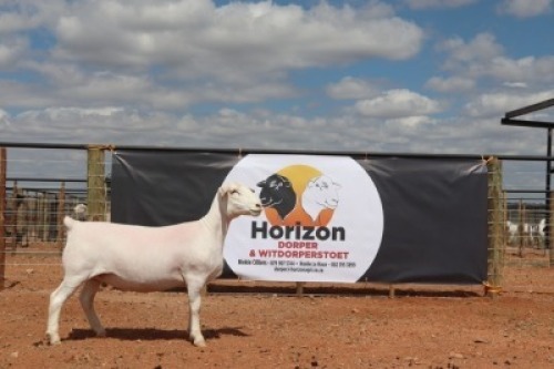 LOT 106 1X WIT DORPER OOI/EWE HORIZON WIT DORPERSTOET STOET