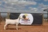 LOT 106 1X WIT DORPER OOI/EWE HORIZON WIT DORPERSTOET STOET