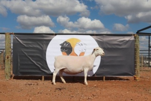 LOT 110 1X WIT DORPER OOI/EWE HORIZON WIT DORPERSTOET T5 DRAGTIG