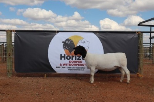 LOT 112 1X DORPER OOI/EWE HORIZON DORPERSTOET T5
