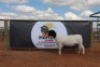 LOT 112 1X DORPER OOI/EWE HORIZON DORPERSTOET T5