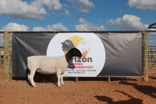 LOT 113 1X DORPER OOI/EWE HORIZON DORPERSTOET T5