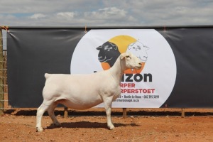 LOT 146 1X WIT DORPER OOI/EWE HORIZON WIT DORPERSTOET STOET DRAGTIG