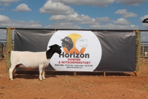 LOT 115 1X DORPER OOI/EWE HORIZON DORPERSTOET - T5