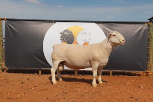 LOT 152 1X WIT DORPER RAM HORIZON WIT DORPERSTOET T5