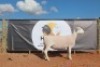 LOT 144 1X WIT DORPER OOI/EWE HORIZON WIT DORPERSTOET T5 DRAGTIG