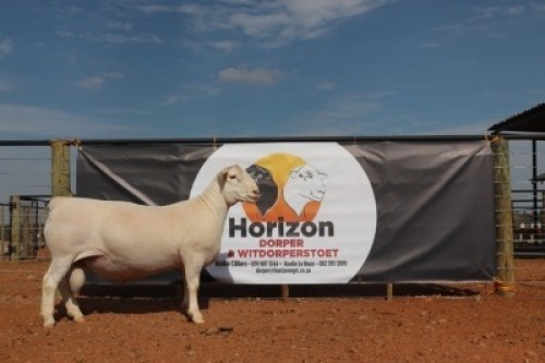 LOT 153 1X WIT DORPER RAM HORIZON WIT DORPERSTOET KUDDE
