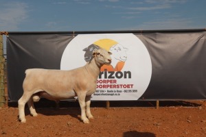 LOT 155 1X WIT DORPER RAM HORIZON WIT DORPERSTOET KUDDE