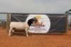 LOT 158 1X DORPER RAM HORIZON DORPERSTOET KUDDE