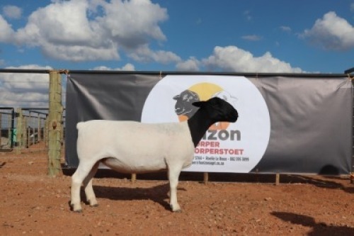 LOT 114 1X DORPER OOI/EWE HORIZON DORPERSTOET KUDDE