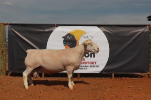 LOT 151 1X WIT DORPER RAM HORIZON WIT DORPERSTOET T5