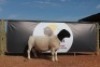 LOT 204 1X DORPER RAM HORIZON DORPERSTOET KUDDE
