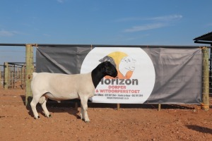 LOT 203 1X DORPER RAM HORIZON DORPERSTOET KUDDE