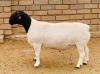 LOT 106 1X DORPER RAM KOWIE DE WIT DORPERS - STOET