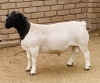 WITHDRAWN - LOT 107 1X DORPER RAM KOWIE DE WIT DORPERS - 2