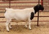 LOT 108 1X DORPER RAM KOWIE DE WIT DORPERS - T5