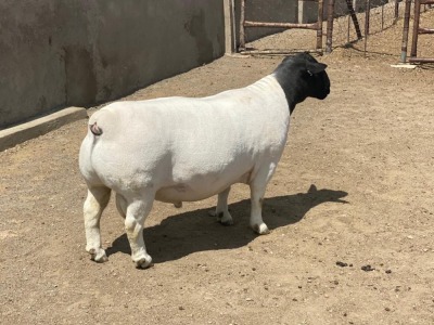 LOT 24 1X DORPER RAM IVOR PHILLIPS DORPERS - T5