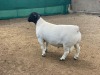 LOT 22 1X DORPER RAM IVOR PHILLIPS DORPERS - T5