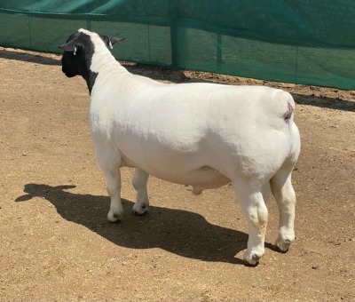 LOT 25 1X DORPER RAM IVOR PHILLIPS DORPERS - STUD