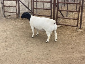 LOT 2 1X DORPER RAM IVOR & LEROY PHILLIPS - T5