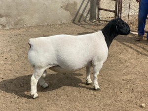 LOT 40 1X DORPER RAM IVOR & LEROY PHILLIPS - STUD