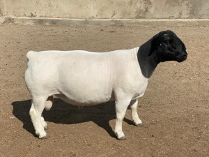 LOT 36 1X DORPER RAM IVOR & LEROY PHILLIPS - T5