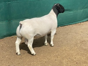 LOT 3 1X DORPER RAM LEROY PHILLIPS DORPERS - STUD