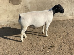 LOT 1 1X DORPER RAM LEROY PHILLIPS DORPERS - T5