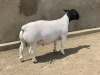 LOT 361 1X DORPER RAM LEROY PHILLIPS DORPERS - FLOCK