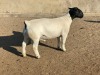 LOT 5 1X DORPER RAM LEROY PHILLIPS DORPERS - STUD