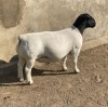 LOT 172 1X DORPER RAM LEROY PHILLIPS DORPERS - STUD