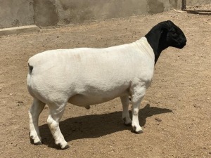 LOT 46 1X DORPER RAM LEROY PHILLIPS & SON DORPERS - STUD