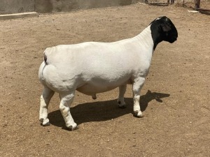 LOT 48 1X DORPER RAM LEROY PHILLIPS & SON DORPERS - FLOCK