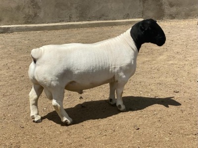 LOT 47 1X DORPER RAM LEROY PHILLIPS & SON DORPERS - STUD