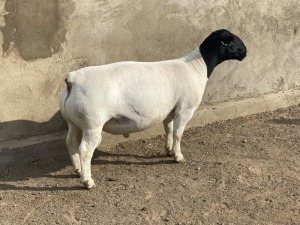 LOT 38 1X DORPER RAM IVOR & LEROY PHILLIPS - T5