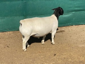 LOT 39 1X DORPER RAM IVOR & LEROY PHILLIPS - T5