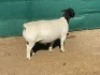 LOT 39 1X DORPER RAM IVOR & LEROY PHILLIPS - T5