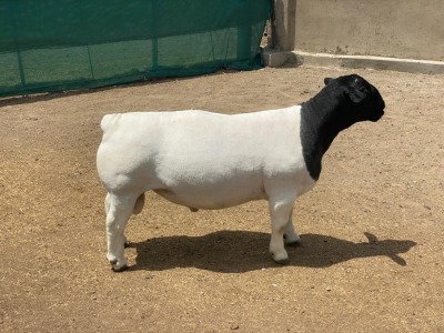 LOT 49 1X DORPER RAM LEROY PHILLIPS & SON DORPERS - FLOCK