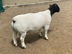 LOT 37 1X DORPER RAM IVOR & LEROY PHILLIPS - T5