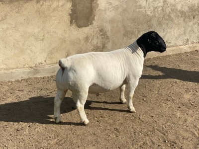 LOT 4 1X DORPER RAM LEROY PHILLIPS DORPERS - STUD