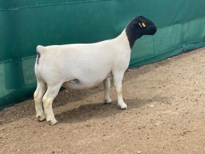 LOT 26 1X DORPER OOI/EWE LEROY PHILLIPS & SON DORPERS - T5