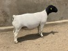 LOT 28 1X DORPER OOI/EWE LEROY PHILLIPS & SON DORPERS - T5