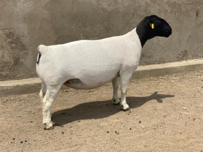 LOT 28 1X DORPER OOI/EWE LEROY PHILLIPS & SON DORPERS - T5