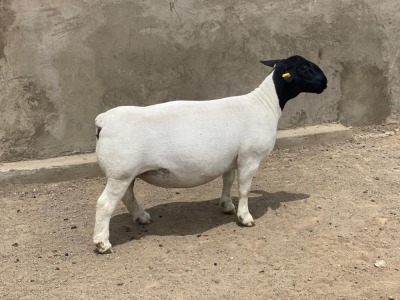 LOT 31 1X DORPER OOI/EWE IVOR & LEROY PHILLIPS - T5