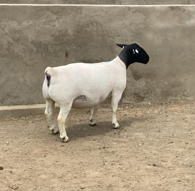 LOT 29 1X DORPER OOI/EWE LEROY PHILLIPS & SON DORPERS - T5