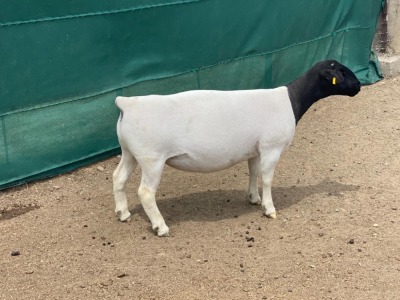 LOT 34 1X DORPER OOI/EWE IVOR & LEROY PHILLIPS - T5