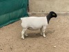 WITHDRAW - LOT 35 1X DORPER OOI/EWE IVOR & LEROY PHILLIPS - T5 - 2